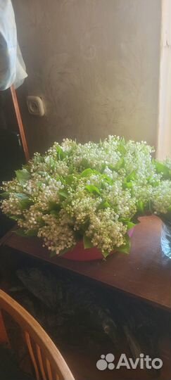 Ландыши оптом