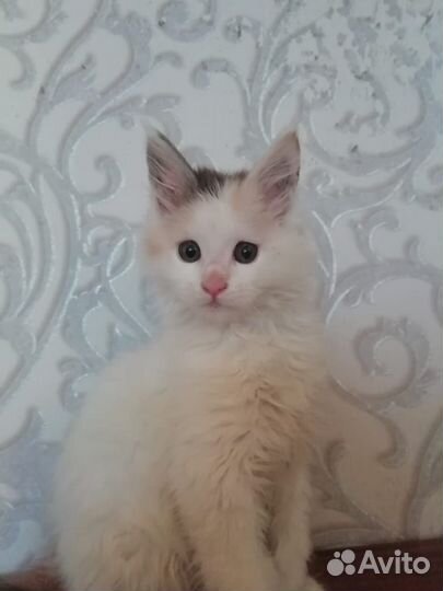 Мэйн кун котята