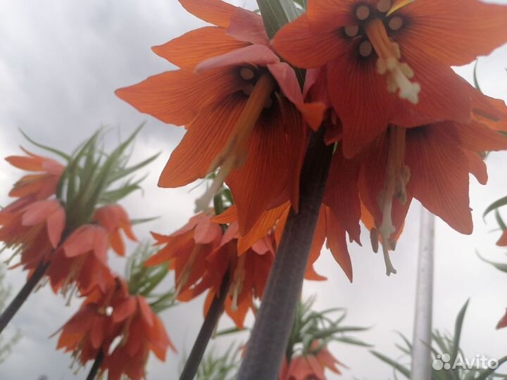 Рябчик императорский