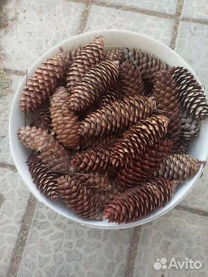 Шишки на мульчу