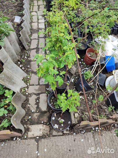 Малина ремонтантная с ягодками