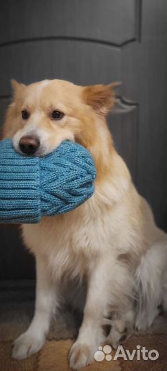 Собака, вязка