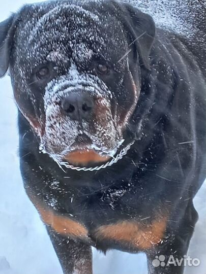 Ищем невесту ротвейлер