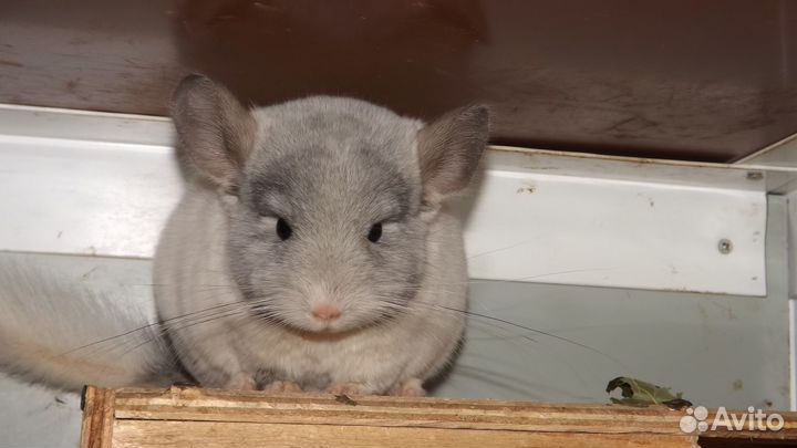 Шиншилла