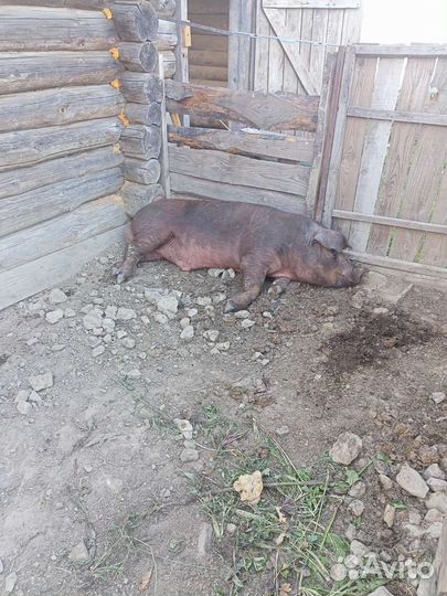 Услуги хряка