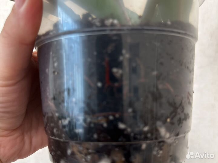 Филодендрон Карамель Марбл