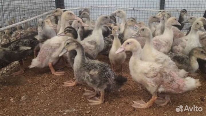 Утята суточные