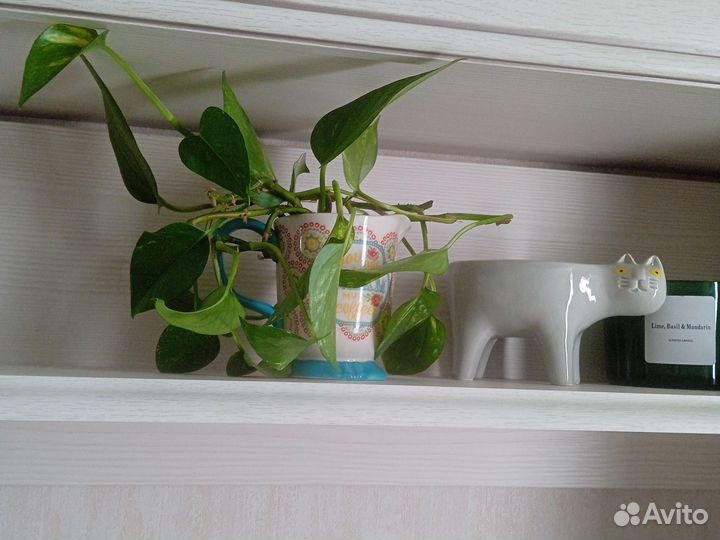 Сциндапсус лиана