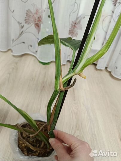 Монстера вариегатная