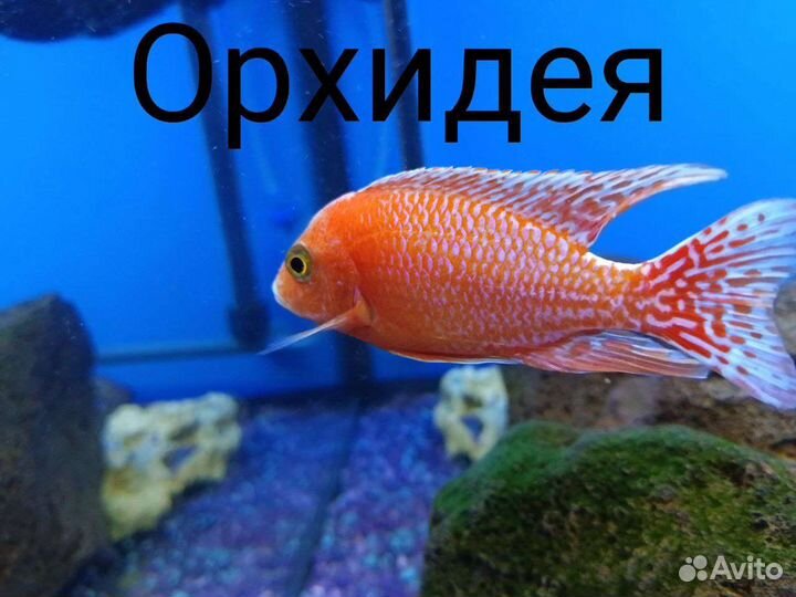Аквариумные рыбки