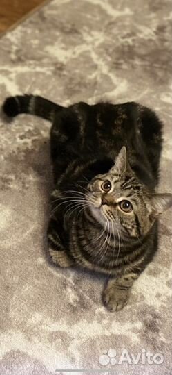 Шотландский кот вязка