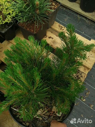 Сосны горные Пумилио, Мугус, Унцината