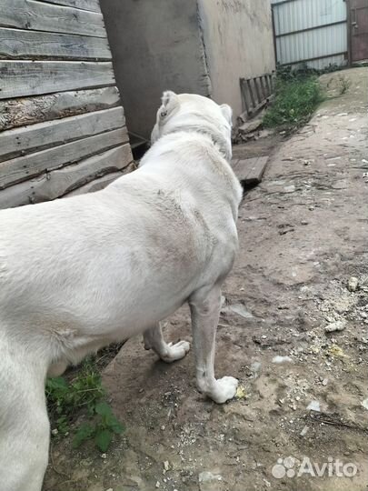 Собака алабай