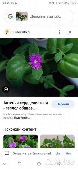 Аптения ампельный цветок