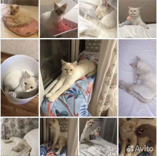 Передержка кошек, собак, животных