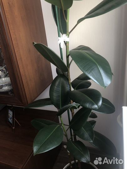 Фикус каучуконосный