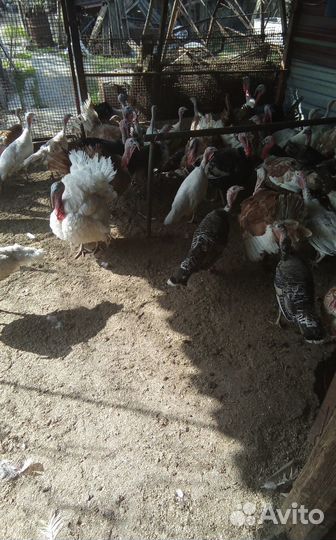 Индюшки индюки цесарки.яйцо инкубационное