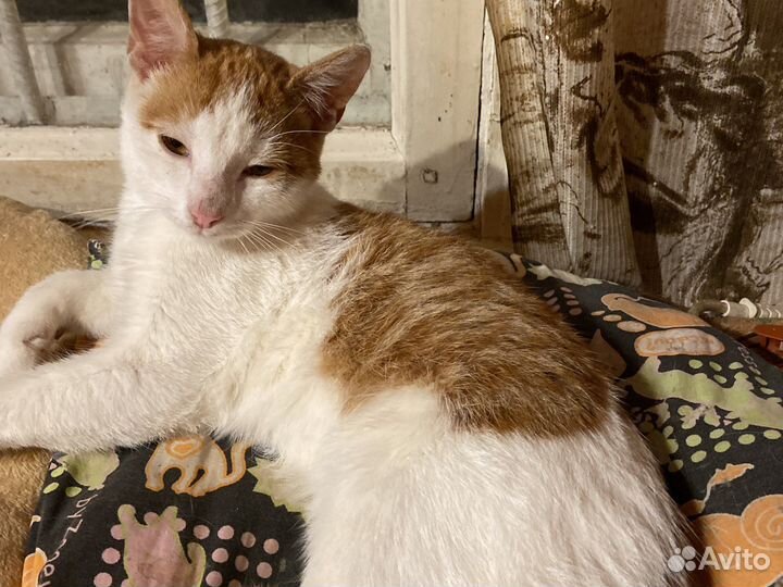 Котенок в дар