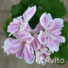 Пеларгонии сортовые