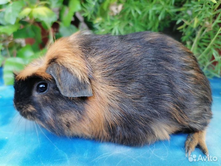 Морские свинки