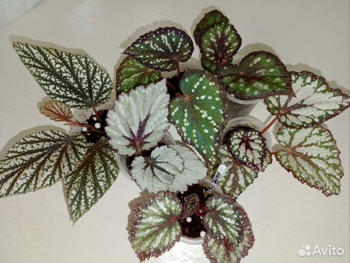 Декоративно лиственные бегонии