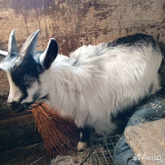 Альпийские козлы