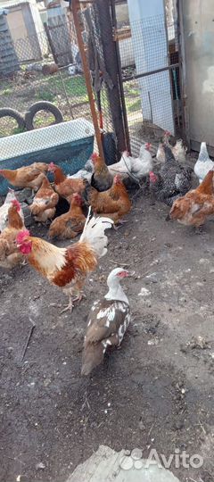 Цыплята суточные