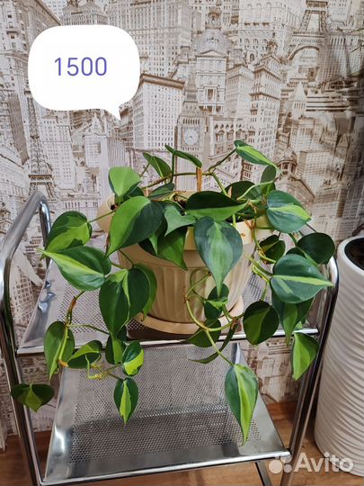 Комнатные растения