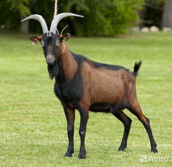 Чешский козел