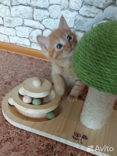 Котик (1,5 мес) Чеддер в добрые руки