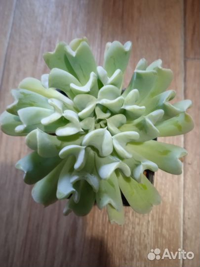 Суккуленты