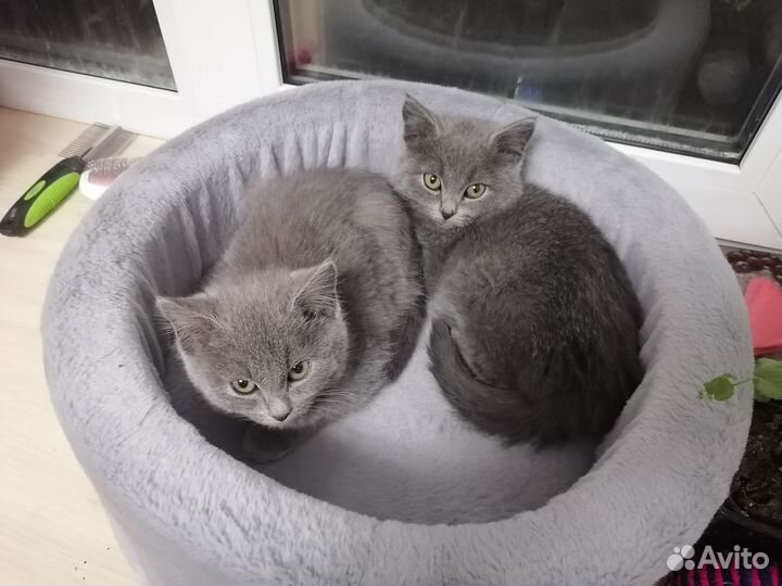 Котенок и Кошечка