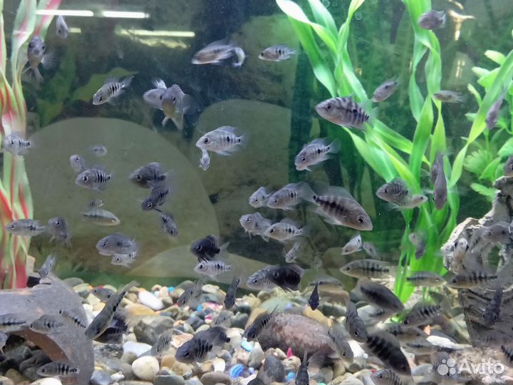 Аквариум с рыбками на 200 л