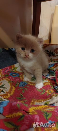 Кошка в дар бесплатно