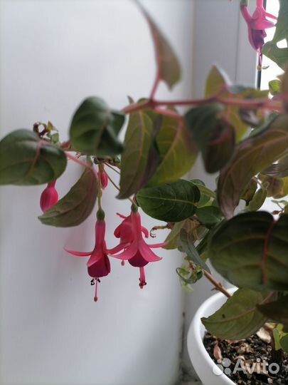 Комнатные цветы