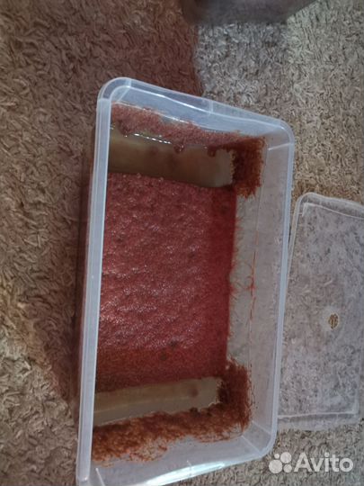 Трубочник изя