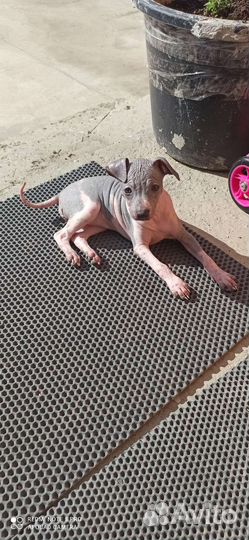 Щенок агт терьера