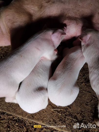 Поросята Дюрок+Йоркшир