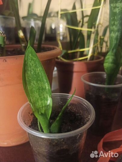 Сансивиерия (тещин язык, щучий хвост)