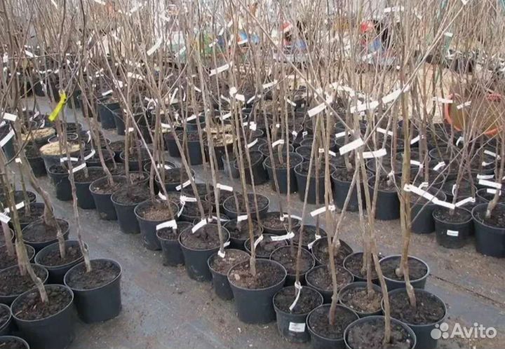 Саженцы плодовых деревьев