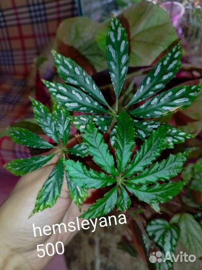 Бегонии Кейн срезы