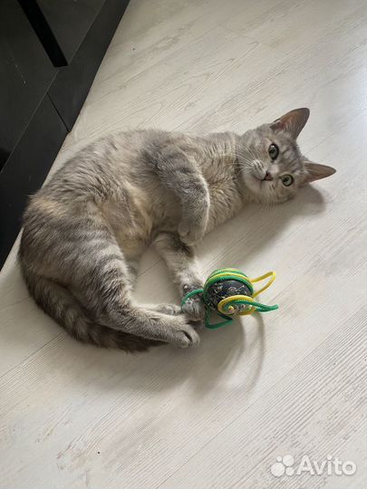 Кошка полгода девочка