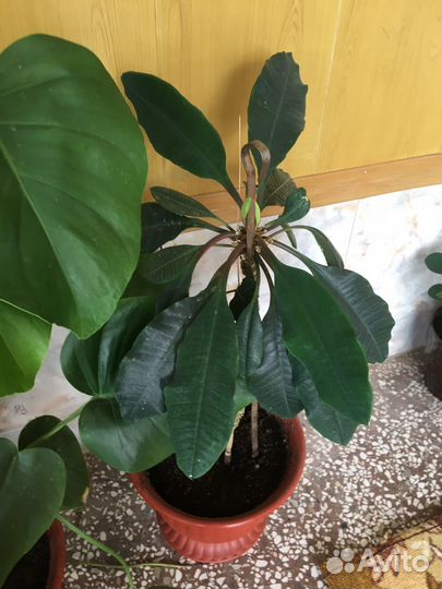 Фикус бенджамина