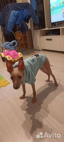 Мексиканская голая собака