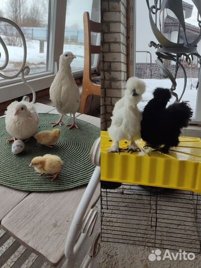 Цыплята суточные, несушки,ия