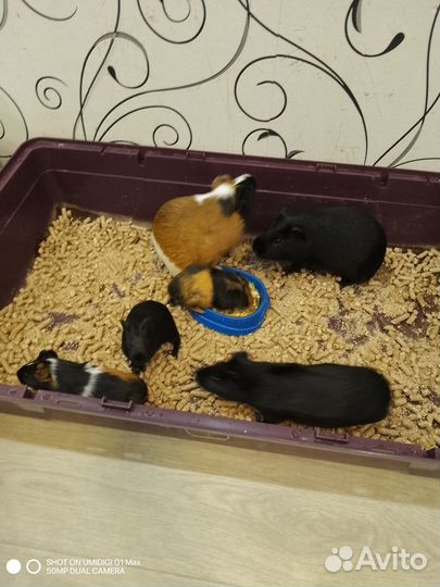Морские свинки в добрые руки