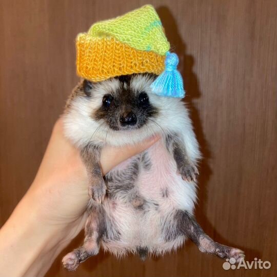 Аксессуары для африканского ежа