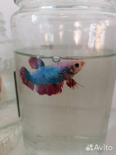 Рыба петушок