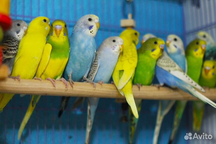 Красивые волнистые попугайчики