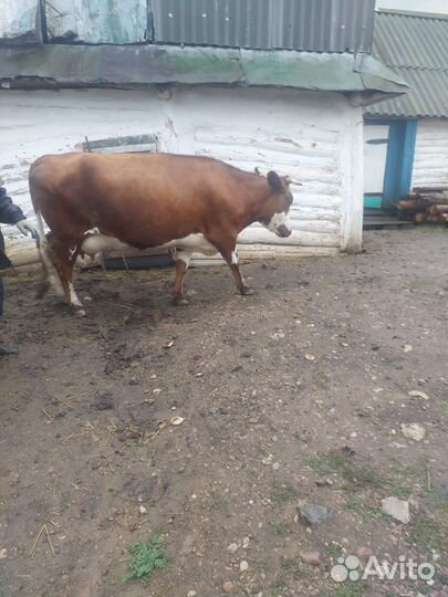 Корова дойная